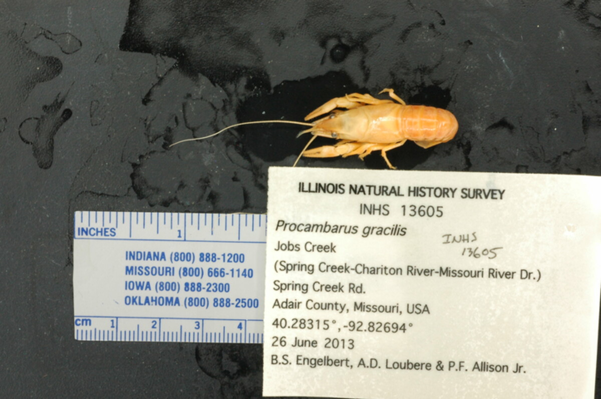 Procambarus gracilis image